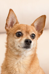 A thoroughbred dog. A terrier. Portrait. Pets. Magazine cover