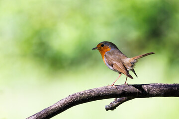 Robin perched on a branch with a nice bokeh