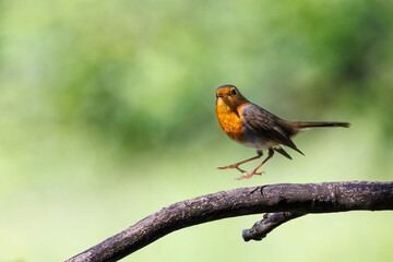 Robin perched on a branch with a nice bokeh