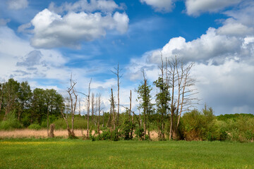Banner with barley field in Spring with forest far away and blue sky with clouds. Panoramic...
