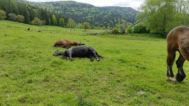 The sleepy lying horse in the meadow is breathing.