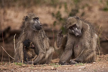 Chacma Baboon (Papio ursinus) 15086