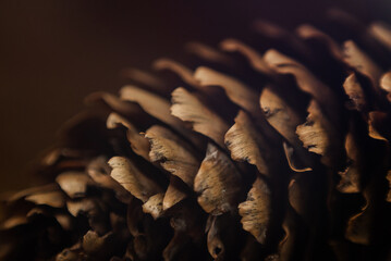 Forest cone bump sequoia background texture macro