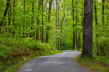 Small road through a forest