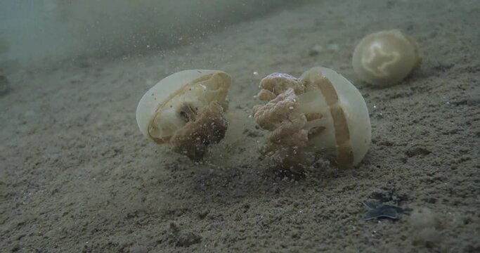 freediving in jelly fish lake_02