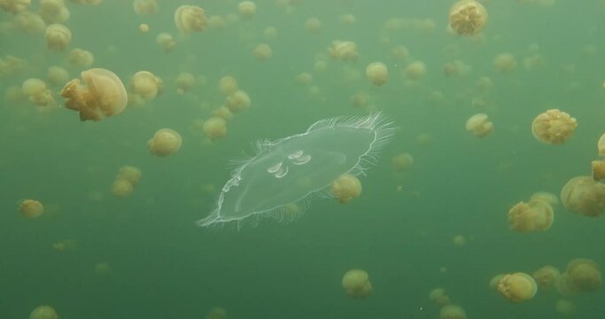 freediving in jelly fish lake_04