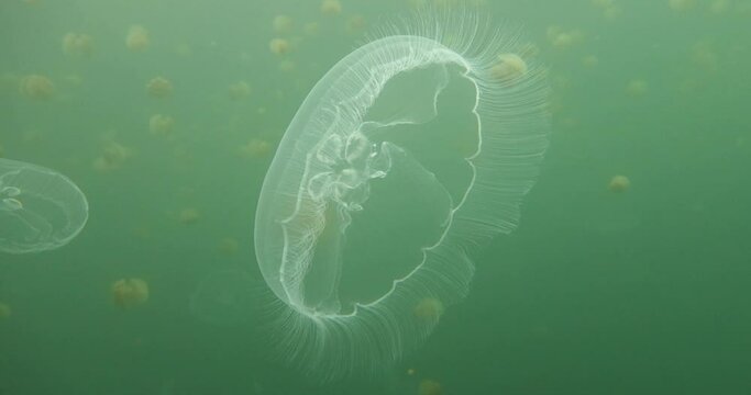 freediving in jelly fish lake_01