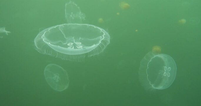 freediving in jelly fish lake_05