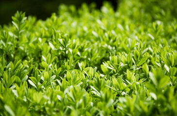 Background of young sprouts of boxwood. Young green leaves