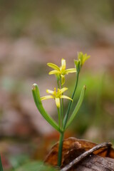 Spring yellow flowers - yellow star-of-Bethlehem; Gagea Iutea
