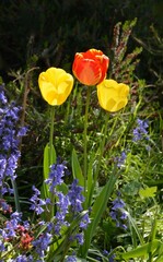 Gorgeous tulips blooming in the spring. The beautiful colors and textures are a treat for the eyes.