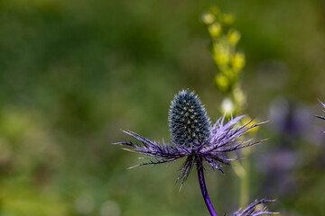 Eryngium alpinum flower in meadow, close up	