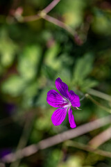 Geranium palustre flower growing in meadow, macro