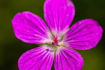 Geranium palustre flower in meadow