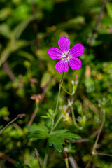 Geranium palustre flower growing in meadow