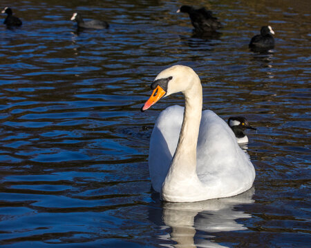 Swan In St. Jamess Park In London, UK