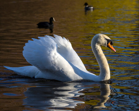 Swan In St. Jamess Park In London, UK