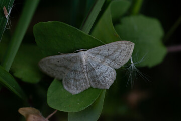 Cabera exanthemata. Polilla ola común, polilla blanca con las alas extendidas posada sobre una hoja.