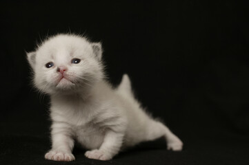 Naklejka na ściany i meble white kitten on a black background 