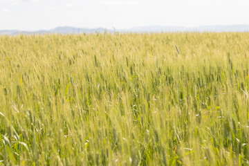 Green cereal crop field. Wheat plant moving in the wind