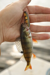 fish in hand