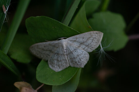 Cabera exanthemata. Polilla ola com&uacute;n, polilla blanca con las alas extendidas posada sobre una hoja.
