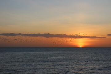 Birds flying during sunset landscape in Brighton ocean, sky with clouds