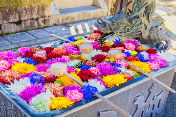 秋の柳谷観音,花手水 楊谷寺(京都府長岡京市)