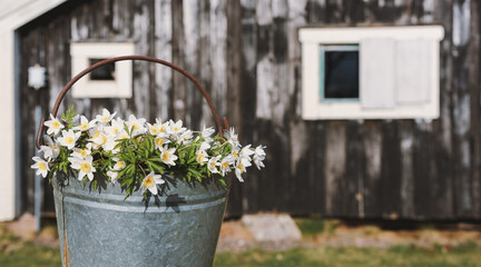 spring rural background bucket with white wildflowers and old black wooden scandinavian house