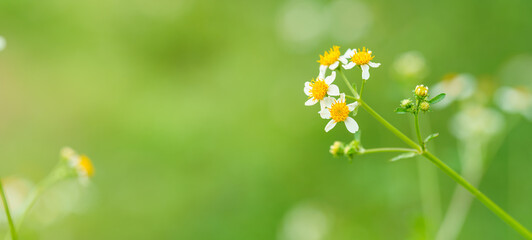 Closeup of mini white flower with yellow pollen under sunlight with copy space using as background green natural plants landscape, ecology cover page concept.
