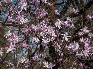 Close-up shot of the Pink star-shaped flowers of blooming Star magnolia - Magnolia stellata cultivar 'Rosea' in bright sunlight in spring. Beautiful magnolia scenery