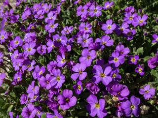 Macro shot of delicate, ornamental, evergreen plant rock cress (Aubrieta x cultorum) 'Blue Emperor' with small blue - purple flowers forming carpet in the garden