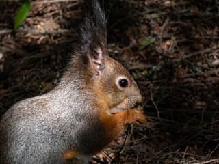 Fototapeta premium Close-up shot of the Red Squirrel (Sciurus vulgaris) with winter grey coat sitting on the ground and holding a pine cone in paws in bright sunlight with focus on eye. Beautiful animal scenery