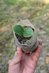 closeup the ripe green round gourd vine plant seedling and soil heap in the white polythene hold...