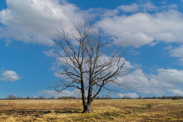 Wide landscape Eexterveld in spring with bare oak tree, Quercus robur, against a background blue sky with cumulus clouds