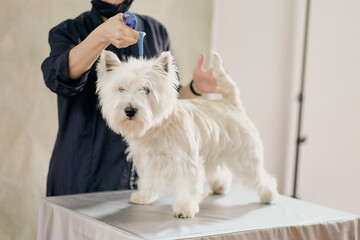 Overgrown West Highland White Terrier in a rack on the table