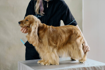 An English cocker spaniel stands on a grooming table