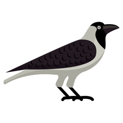 Jackdaw 