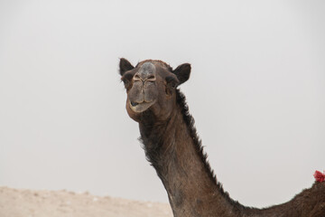 A brown camel in the middle of the Empty Quarter desert