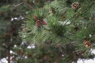 close up of pine cones