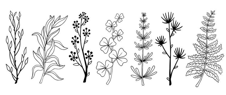 Set of linear sketches of plants, herbs, flowers. Vector graphics.