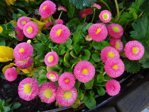 Bellis, rosa, Bl&uuml;te