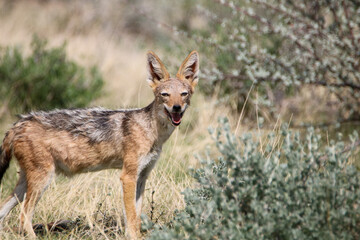 Black-backed Jackal, Etosha National Park, Namibia