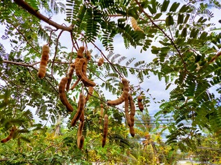 young tamarind on the tree