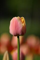 tulipan różowy pojedynczy na tle innych tulipanów