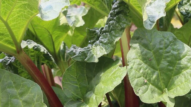 Rhabarber Pflanze Rhabarberpflanze im Garten Blatt Bl&auml;tter Stiele