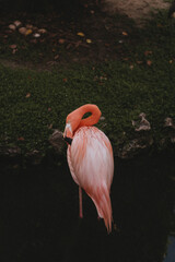 pink flamingo in the water