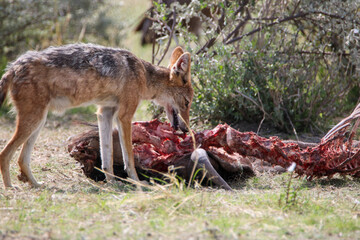 Black-backed Jackal feeding from a Blue Wildebeest carcass, Etosha National park, Namibia