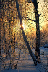 Majestic winter landscape. Winter sunrise in the forest.