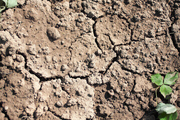 Dry cracked ground with withered strawberry leaves in a right side of the picture. Summer sunny arid, rainless, heat day in a garden. Top view. Ecology, environment, climate concept background